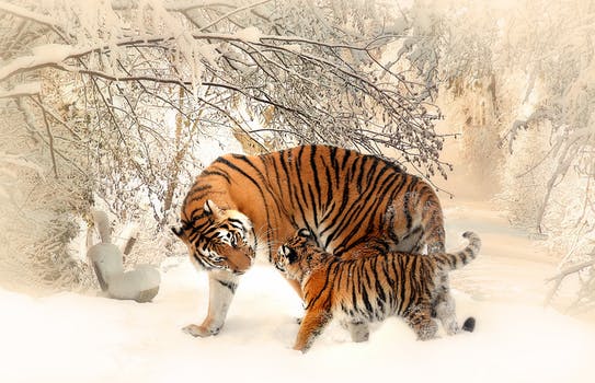 tiger in snow