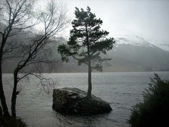 This image has an empty alt attribute; its file name is tree-on-rock.jpg